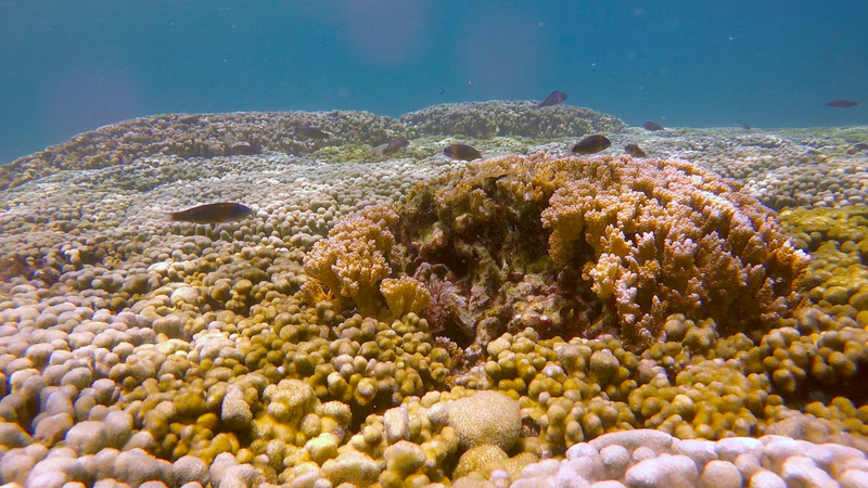 The majestic coral I got to see.